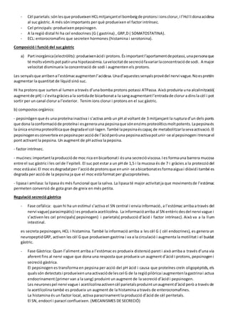 - Cèl parietals:sónlesque produeixenHCLmitjançantel bombeigde protonsi ionsclorur,i l’Hcl li donaacidesa
al suc gàstric. A més són importants per què produeixen el factor intrínsec.
- Cel principals: produeixen pepsinogen.
- A la regió distal hi ha cel endocrines (G ( gastrina) , GRP,D ( SOMATOSTATINA).
- ECL: entorocromafins que secreten hormones (histamina i serotonina).
Composició i funció del suc gàstric
a) Partinorgànica(electròlits):produeixenàcidi protons.Ésimportantl’aportamentdepotassi,unapersonaque
té moltsvòmitspotpatiruna hipotassèmia.Lavelocitatde secreciófavariarlaconcentracióde sodi. A major
velocitat disminueix la concentració de sodi i augmenten els protons.
Les senyalsque arribenal’estómacaugmentenl’acidesa.Unad’aquestessenyalsprovédel nervi vague.Noespretén
augmentar la quantitat de líquid sinó suc.
Hi ha protons que surten al lumen a través d’una bomba protons potassi ATPassa. Això produiria una alcalinització(
augmentde pH) i s’evitagràciesa la sortidade bicarbonata la sangaugmentantl’entradade clorur a dinsla cèl i pot
sortir per un canal clorur a l’exterior. Tenim ions clorur i protons en el suc gàstric.
b) compostos orgànics:
- pepsinògen que és una proteïna inactiva i s’activa amb un pH al voltant de 3 mitjançant la ruptura d’un dels ponts
que dona laconformacióde proteïnai esgenerauna pepsinaque sónenzimsproteolíticsmoltpotents.Lapepsinaés
la única enzimaproteolíticaque degradael col·lagen.També lapepsinaéscapaç de metabolitzarlasevaactivació.El
pepsinogenesconverteix enpepsinaperaccióde l’àcidperòuna pepsinaactivapotunir-se al pepsinogeni trencarel
pont activant la pepsina. Un augment de pH activa la pepsina.
- factor intrínsec.
- mucines:importantlaproduccióde moc rica enbicarbonati ésuna secrecióviscosa.Ies formauna barrera mucosa
entre el suc gàstric i les cel de l’epiteli. El suc pot estar a un pH de 1,5 i la mucosa és de 7 i gràcies a la protecciódel
moc estàaixí.El moc esdegradatper l’accióde protonsque enunir-se abicarbonatesformaaiguai diòxidi també es
degrada per acció de la pepsina ja que el moc està format per glucoproteïnes.
- lipasa i amilasa: la lipasa és més funcional que la saliva. La lipasa té major activitatja que movimentsde l’estómac
permeten conversió de gota gran de greix en més petita.
Regulació secreció gàstrica
- Fase cefàlica: quan hi ha un estímul s’activa el SN central i envia informació, a l’estómac arriba a través del
nervi vague( parasimpàtic) i es produeix acetilcolina. La informacióarriba al SN entèricdesdel nervi vague i
s’activen les cel principals( pepsinogen) i parietals( producció d’àcid i factor intrínsec). Això va a la llum
intestinal.
es secreta pepsinogen, HCL i histamina. També la informació arriba a les cèl G ( cèl endocrines), es genera un
neuropeptidGRP, activen les cèl G que produeixen gastrina i va a la circulació i augmenta la motilitat i el buidat
gàstric.
- Fase Gàstrica: Quan l’aliment arriba a l’estómac es produeix distensió paret i això arriba a través d’una via
aferent fins al nervi vague que dona una resposta que produeix un augment d’àcid i protons, pepsinogeni
secreció gàstrica.
El pepsinogen es transforma en pepsina per acció del pH àcid i causa que proteïnes creïn oligopèptids, els
qualssón detectatsi produeixenunaactivacióde lescel G de la regiópilòricai augmentenlagastrinai actua
endocrinament (primer van a la sang) produint un augment de la secreció d’àcid i pepsinogen.
Les neuronespel nervi vague i acetilcolinaactivencèl parietalsproduintunaugmentd’àcid però a través de
la acetilcolina també es produeix un augment de la histamina a través de enterocromafines.
La histamina és un factor local, activa paracrinament la producció d’àcid de cèl peritetals.
El SN, endocrí i paracrí conflueixen. (MECANISMES DE SECRECIÓ)
 