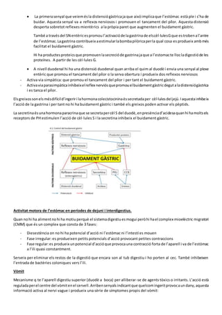  La primerasenyal que veiemésla distensiógàstricaja que aixòimplicaque l’estómac està ple i s’ha de
buidar. Aquesta senyal va a reflexos nerviosos i promouen el tancament del pílor. Aquesta distensió
desperta sobretot reflexes mientèrics a la pròpia paret que augmenten el buidament gàstric.
També a travésdel SN entèricespromou l’activacióde lagastrinade elscèl·lulesGque estrobenal’antre
de l’estómac. Lagastrina contribueix aestimularlabombapilòricaperla qual cosa es produeix ambmés
facilitat el buidament gàstric.
Hi ha productesproteicsque promouenlasecrecióde gastrinajaque a l’estomacte llocladigestióde les
proteïnes. A partir de les cèl·lules G.
 A nivell duodenal hi ha una distensió duodenal quan arriba el quim al duodè i envia una senyal al plexe
entèric que promou el tancament del pílor o la serva obertura i produeix dos reflexos nerviosos
- Activa via simpàtica: que promou el tancament del pílor i per tant el buidament gàstric.
- Activaviaparasimpàticainhibeixelreflex nerviósquepromouelbuidamentgàstricdegutaladistensiógàstrica
i es tanca el pílor.
Elsgreixossonelsmésdifícild’ingeriri lahormonacolecistocininaéssecretadaper cèl·lulesdeljejú.Iaquestainhibeix
l’acció de la gastrina i per tant no hi ha buidament gàstric i també els greixos poden activar els pèptids.
La secretinaés unahormonaparacrinaque se secretapercèl S del duodè,enpresènciad’acidesaquanhi hamoltsels
receptors de PH estimulen l’acció de cèl·lules S i la secretina inhibeix el buidament gàstric.
Activitat motora de l’estómac en períodes de dejuni i interdigestius.
Quan nohi ha alimentnohi ha motiuperquè el sistemadigestiuesmogui peròhi hael complex mioelèctric migratori
(CMM) que és un complex que consta de 3 fases:
- Diesestència on no hi ha potencial d’acció ni l’estómac ni l’intestí es mouen
- Fase irregular: es produeixen petits potencials d’acció provocant petites contraccions
- Fase regular:es produeix unpotencial d’accióque provocauna contracció forta de l’aparell i va de l’estómac
a l’ili quasi constantment.
Serveix per eliminar els restos de la digestió que encara son al tub digestiu i ho porten al cec. També inhibeixen
l’entrada de bactèries coloniques vers l’ili.
Vòmit
Mecanisme q te l’aparell digestiu superior (duodè a boca) per alliberar-se de agents tòxics o irritants. L’acció està
reguladaperel centre del vòmitenel cervell.Arribensenyalsindicantque quelcomingeritprovocaundany,aquesta
informació activa al nervi vague i produeix una sèrie de símptomes propis del vòmit:
 