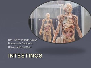 INTESTINOSINTESTINOS
Dra : Deisy Pineda ArroyoDra : Deisy Pineda Arroyo
Docente de AnatomíaDocente de Anatomía
Universidad del SinúUniversidad del Sinú
 
