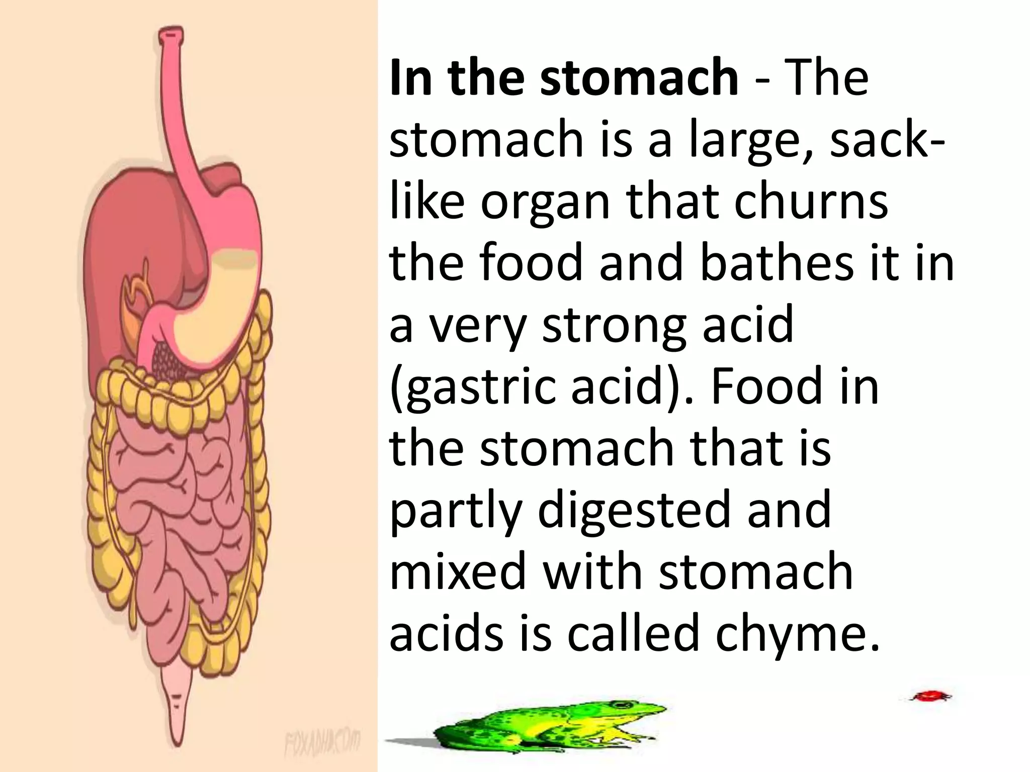 Digestive system | PPTX
