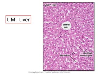 Histology Department / Faculty of Medicine / Cairo University
L.M. Liver