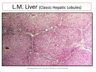 Histology Department / Faculty of Medicine / Cairo University
L.M. Liver (Classic Hepatic Lobules)