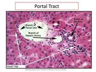 Histology Department / Faculty of Medicine / Cairo University
Portal Tract