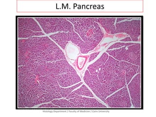 Histology Department / Faculty of Medicine / Cairo University
L.M. Pancreas
