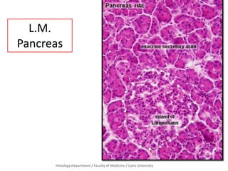 Histology Department / Faculty of Medicine / Cairo University
L.M.
Pancreas