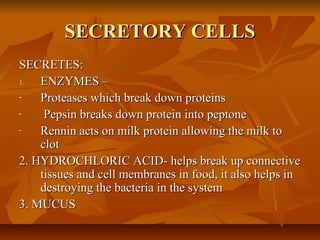 Digestive system interesting! | PPT