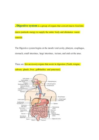 . Digestive system is a group of organs that convert macro food into
micro particals energy to supply the entire body and eliminates waste
material.
The Digestive system begins at the mouth /oral cavity, pharynx, esophagus,
stomach, small intestines, large intestines, rectum, and ends at the anus.
There are few accessoryorgans that assist in digestion (Teeth, tongue,
salivary glands, liver, gallbladder, and pancreas).
 