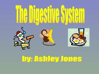 The Digestive System by: Ashley Jones 