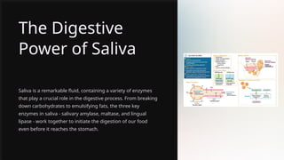 The Digestive
Power of Saliva
Saliva is a remarkable fluid, containing a variety of enzymes
that play a crucial role in the digestive process. From breaking
down carbohydrates to emulsifying fats, the three key
enzymes in saliva - salivary amylase, maltase, and lingual
lipase - work together to initiate the digestion of our food
even before it reaches the stomach.
 