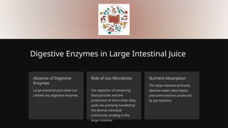 Digestive Enzymes in Large Intestinal Juice
Absence of Digestive
Enzymes
Large intestinal juice does not
contain any digestive enzymes.
Role of Gut Microbiota
The digestion of remaining
food particles and the
production of short-chain fatty
acids are primarily handled by
the diverse microbial
community residing in the
large intestine.
Nutrient Absorption
The large intestine primarily
absorbs water, electrolytes,
and some vitamins produced
by gut bacteria.
 
