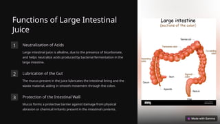 Functions of Large Intestinal
Juice
1 Neutralization of Acids
Large intestinal juice is alkaline, due to the presence of bicarbonate,
and helps neutralize acids produced by bacterial fermentation in the
large intestine.
2 Lubrication of the Gut
The mucus present in the juice lubricates the intestinal lining and the
waste material, aiding in smooth movement through the colon.
3 Protection of the Intestinal Wall
Mucus forms a protective barrier against damage from physical
abrasion or chemical irritants present in the intestinal contents.
 