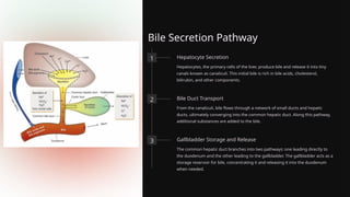 Bile Secretion Pathway
1 Hepatocyte Secretion
Hepatocytes, the primary cells of the liver, produce bile and release it into tiny
canals known as canaliculi. This initial bile is rich in bile acids, cholesterol,
bilirubin, and other components.
2 Bile Duct Transport
From the canaliculi, bile flows through a network of small ducts and hepatic
ducts, ultimately converging into the common hepatic duct. Along this pathway,
additional substances are added to the bile.
3 Gallbladder Storage and Release
The common hepatic duct branches into two pathways: one leading directly to
the duodenum and the other leading to the gallbladder. The gallbladder acts as a
storage reservoir for bile, concentrating it and releasing it into the duodenum
when needed.
 