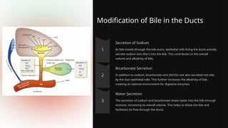 Modification of Bile in the Ducts
Secretion of Sodium
As bile travels through the bile ducts, epithelial cells lining the ducts actively
secrete sodium ions (Na+) into the bile. This contributes to the overall
volume and alkalinity of bile.
Bicarbonate Secretion
In addition to sodium, bicarbonate ions (HCO3-) are also secreted into bile
by the duct epithelial cells. This further increases the alkalinity of bile,
creating an optimal environment for digestive enzymes.
Water Secretion
The secretion of sodium and bicarbonate draws water into the bile through
osmosis, increasing its overall volume. This helps to dilute the bile and
facilitates its flow through the ducts.
 