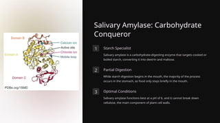 Salivary Amylase: Carbohydrate
Conqueror
1 Starch Specialist
Salivary amylase is a carbohydrate-digesting enzyme that targets cooked or
boiled starch, converting it into dextrin and maltose.
2 Partial Digestion
While starch digestion begins in the mouth, the majority of the process
occurs in the stomach, as food only stays briefly in the mouth.
3 Optimal Conditions
Salivary amylase functions best at a pH of 6, and it cannot break down
cellulose, the main component of plant cell walls.
 