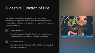 Digestive Function of Bile
Bile salts are essential for the digestion of fats. They act as
detergents, breaking down large fat globules into smaller droplets,
increasing their surface area for digestion by enzymes. This process is
called emulsification.
1 Emulsification
Bile salts break down large fat globules into smaller droplets,
increasing their surface area for digestion by enzymes.
2 Fat Absorption
Bile salts help in the absorption of fat-soluble vitamins (A, D, E,
and K) and cholesterol.
 