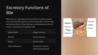 Excretory Functions of
Bile
Bile serves as a pathway for the excretion of waste products
from the body. Bile pigments, primarily bilirubin, are the major
excretory products of bile. Bilirubin is a breakdown product of
heme, a component of red blood cells.
Heavy Metals Copper and Iron
Bacteria Typhoid bacteria
Toxins Various toxins
Other Substances Cholesterol, Lecithin,
Alkaline phosphatase
 