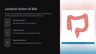 Laxative Action of Bile
Bile salts have a laxative effect. They stimulate the movement of water into the
intestines, softening the stool and promoting bowel movements.
Increased Water
Bile salts draw water into the intestines.
Softened Stool
The increased water content softens the stool.
Bowel Movement
The softened stool promotes bowel movements.
 
