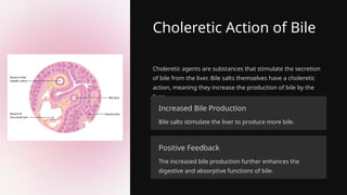 Choleretic Action of Bile
Choleretic agents are substances that stimulate the secretion
of bile from the liver. Bile salts themselves have a choleretic
action, meaning they increase the production of bile by the
liver.
Increased Bile Production
Bile salts stimulate the liver to produce more bile.
Positive Feedback
The increased bile production further enhances the
digestive and absorptive functions of bile.
 