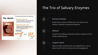The Trio of Salivary Enzymes
1 Salivary Amylase
Breaks down cooked or boiled starch into dextrin and
maltose, initiating carbohydrate digestion.
2 Maltase
Converts the maltose produced by salivary amylase into the
readily usable glucose.
3 Lingual Lipase
Helps emulsify and break down pre-digested fats, such as
those found in milk, into fatty acids and diacylglycerol.
 