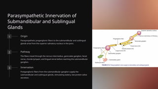 Parasympathetic Innervation of
Submandibular and Sublingual
Glands
1 Origin
Parasympathetic preganglionic fibers to the submandibular and sublingual
glands arise from the superior salivatory nucleus in the pons.
2 Pathway
The fibers travel through the nervus intermedius, geniculate ganglion, facial
nerve, chorda tympani, and lingual nerve before reaching the submandibular
ganglion.
3 Innervation
Postganglionic fibers from the submandibular ganglion supply the
submandibular and sublingual glands, stimulating watery, low-protein saliva
secretion.
 