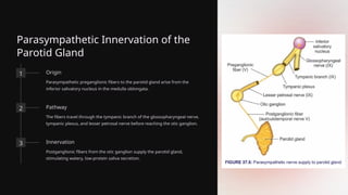 Parasympathetic Innervation of the
Parotid Gland
1 Origin
Parasympathetic preganglionic fibers to the parotid gland arise from the
inferior salivatory nucleus in the medulla oblongata.
2 Pathway
The fibers travel through the tympanic branch of the glossopharyngeal nerve,
tympanic plexus, and lesser petrosal nerve before reaching the otic ganglion.
3 Innervation
Postganglionic fibers from the otic ganglion supply the parotid gland,
stimulating watery, low-protein saliva secretion.
 