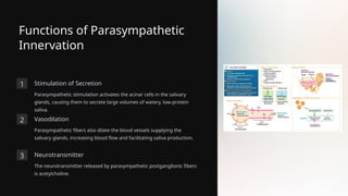 Functions of Parasympathetic
Innervation
1 Stimulation of Secretion
Parasympathetic stimulation activates the acinar cells in the salivary
glands, causing them to secrete large volumes of watery, low-protein
saliva.
2 Vasodilation
Parasympathetic fibers also dilate the blood vessels supplying the
salivary glands, increasing blood flow and facilitating saliva production.
3 Neurotransmitter
The neurotransmitter released by parasympathetic postganglionic fibers
is acetylcholine.
 