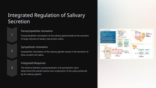 Integrated Regulation of Salivary
Secretion
Parasympathetic Activation
Parasympathetic stimulation of the salivary glands leads to the secretion
of large volumes of watery, low-protein saliva.
Sympathetic Activation
Sympathetic stimulation of the salivary glands results in the secretion of
thick, protein-rich saliva.
Integrated Response
The balance between parasympathetic and sympathetic input
determines the overall volume and composition of the saliva produced
by the salivary glands.
 