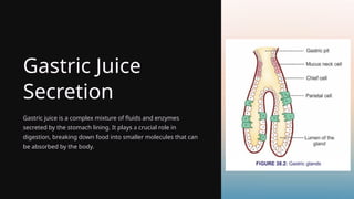 Gastric Juice
Secretion
Gastric juice is a complex mixture of fluids and enzymes
secreted by the stomach lining. It plays a crucial role in
digestion, breaking down food into smaller molecules that can
be absorbed by the body.
 