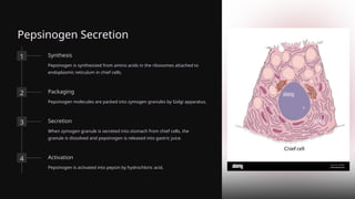 Pepsinogen Secretion
1 Synthesis
Pepsinogen is synthesized from amino acids in the ribosomes attached to
endoplasmic reticulum in chief cells.
2 Packaging
Pepsinogen molecules are packed into zymogen granules by Golgi apparatus.
3 Secretion
When zymogen granule is secreted into stomach from chief cells, the
granule is dissolved and pepsinogen is released into gastric juice.
4 Activation
Pepsinogen is activated into pepsin by hydrochloric acid.
 