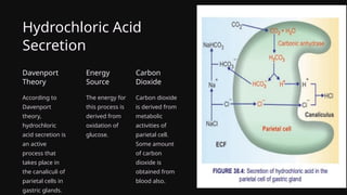 Hydrochloric Acid
Secretion
Davenport
Theory
According to
Davenport
theory,
hydrochloric
acid secretion is
an active
process that
takes place in
the canaliculi of
parietal cells in
gastric glands.
Energy
Source
The energy for
this process is
derived from
oxidation of
glucose.
Carbon
Dioxide
Carbon dioxide
is derived from
metabolic
activities of
parietal cell.
Some amount
of carbon
dioxide is
obtained from
blood also.
 