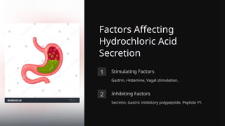 Factors Affecting
Hydrochloric Acid
Secretion
1 Stimulating Factors
Gastrin, Histamine, Vagal stimulation.
2 Inhibiting Factors
Secretin, Gastric inhibitory polypeptide, Peptide YY.
 