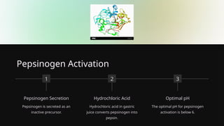 Pepsinogen Activation
1
Pepsinogen Secretion
Pepsinogen is secreted as an
inactive precursor.
2
Hydrochloric Acid
Hydrochloric acid in gastric
juice converts pepsinogen into
pepsin.
3
Optimal pH
The optimal pH for pepsinogen
activation is below 6.
 