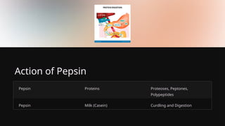 Action of Pepsin
Pepsin Proteins Proteoses, Peptones,
Polypeptides
Pepsin Milk (Casein) Curdling and Digestion
 