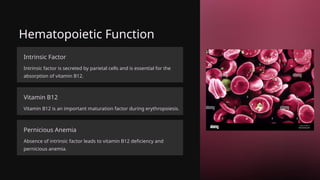 Hematopoietic Function
Intrinsic Factor
Intrinsic factor is secreted by parietal cells and is essential for the
absorption of vitamin B12.
Vitamin B12
Vitamin B12 is an important maturation factor during erythropoiesis.
Pernicious Anemia
Absence of intrinsic factor leads to vitamin B12 deficiency and
pernicious anemia.
 