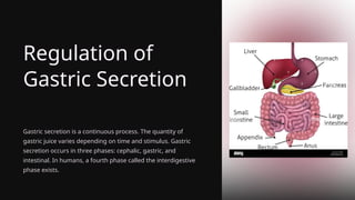 Regulation of
Gastric Secretion
Gastric secretion is a continuous process. The quantity of
gastric juice varies depending on time and stimulus. Gastric
secretion occurs in three phases: cephalic, gastric, and
intestinal. In humans, a fourth phase called the interdigestive
phase exists.
 