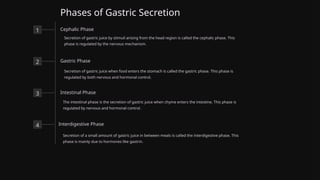 Phases of Gastric Secretion
1 Cephalic Phase
Secretion of gastric juice by stimuli arising from the head region is called the cephalic phase. This
phase is regulated by the nervous mechanism.
2 Gastric Phase
Secretion of gastric juice when food enters the stomach is called the gastric phase. This phase is
regulated by both nervous and hormonal control.
3 Intestinal Phase
The intestinal phase is the secretion of gastric juice when chyme enters the intestine. This phase is
regulated by nervous and hormonal control.
4 Interdigestive Phase
Secretion of a small amount of gastric juice in between meals is called the interdigestive phase. This
phase is mainly due to hormones like gastrin.
 