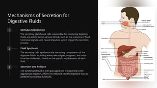 Mechanisms of Secretion for
Digestive Fluids
1 Stimulus Recognition
The secretory glands and cells responsible for producing digestive
fluids are able to sense various stimuli, such as the presence of food,
hormonal signals, and neural impulses, which trigger the secretion
process.
2 Fluid Synthesis
The secretory cells synthesize the necessary components of the
digestive fluids, including water, electrolytes, enzymes, and other
bioactive molecules, based on the specific requirements of each
fluid.
3 Secretion and Release
The synthesized fluid is then packaged and transported to the
appropriate location, where it is released into the digestive tract to
perform its essential functions.
 