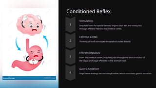 Conditioned Reflex
Stimulation
Impulses from the special sensory organs (eye, ear, and nose) pass
through afferent fibers to the cerebral cortex.
Cerebral Cortex
Thinking of food stimulates the cerebral cortex directly.
Efferent Impulses
From the cerebral cortex, impulses pass through the dorsal nucleus of
the vagus and vagal efferents to the stomach wall.
Gastric Secretion
Vagal nerve endings secrete acetylcholine, which stimulates gastric secretion.
 