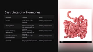 Gastrointestinal Hormones
Hormone Stimulus Action
Secretin Acidic chyme in the
intestine
Inhibits gastric secretion
Cholecystokinin Chyme containing fats
and amino acids in the
intestine
Inhibits gastric secretion
Gastric Inhibitory
Peptide (GIP)
Chyme containing
glucose and fats in the
intestine
Inhibits gastric secretion
Vasoactive Intestinal
Polypeptide (VIP)
Acidic chyme in the
intestine
Inhibits gastric secretion
Peptide YY Fatty chyme in the intestine Inhibits gastric secretion
 