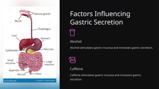 Factors Influencing
Gastric Secretion
Alcohol
Alcohol stimulates gastric mucosa and increases gastric secretion.
Caffeine
Caffeine stimulates gastric mucosa and increases gastric
secretion.
 
