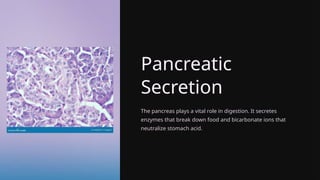 Pancreatic
Secretion
The pancreas plays a vital role in digestion. It secretes
enzymes that break down food and bicarbonate ions that
neutralize stomach acid.
 