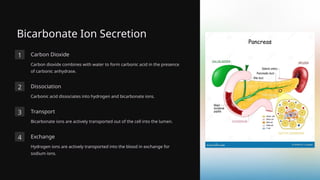 Bicarbonate Ion Secretion
1 Carbon Dioxide
Carbon dioxide combines with water to form carbonic acid in the presence
of carbonic anhydrase.
2 Dissociation
Carbonic acid dissociates into hydrogen and bicarbonate ions.
3 Transport
Bicarbonate ions are actively transported out of the cell into the lumen.
4 Exchange
Hydrogen ions are actively transported into the blood in exchange for
sodium ions.
 