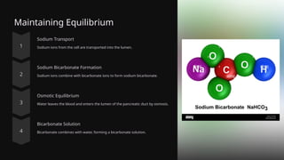 Maintaining Equilibrium
Sodium Transport
Sodium ions from the cell are transported into the lumen.
Sodium Bicarbonate Formation
Sodium ions combine with bicarbonate ions to form sodium bicarbonate.
Osmotic Equilibrium
Water leaves the blood and enters the lumen of the pancreatic duct by osmosis.
Bicarbonate Solution
Bicarbonate combines with water, forming a bicarbonate solution.
 