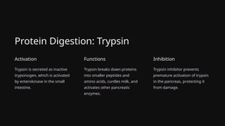 Protein Digestion: Trypsin
Activation
Trypsin is secreted as inactive
trypsinogen, which is activated
by enterokinase in the small
intestine.
Functions
Trypsin breaks down proteins
into smaller peptides and
amino acids, curdles milk, and
activates other pancreatic
enzymes.
Inhibition
Trypsin inhibitor prevents
premature activation of trypsin
in the pancreas, protecting it
from damage.
 
