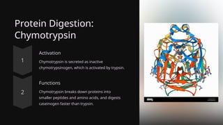 Protein Digestion:
Chymotrypsin
Activation
Chymotrypsin is secreted as inactive
chymotrypsinogen, which is activated by trypsin.
Functions
Chymotrypsin breaks down proteins into
smaller peptides and amino acids, and digests
caseinogen faster than trypsin.
 