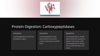 Protein Digestion: Carboxypeptidases
Activation
Carboxypeptidases A and B are
activated by trypsin.
Functions
Carboxypeptidases break
down proteins into amino
acids by cleaving the terminal
bond.
Specificity
Carboxypeptidase A cleaves
amino acids with aromatic or
aliphatic side chains, while
Carboxypeptidase B cleaves
amino acids with basic side
chains.
 