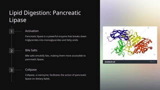 Lipid Digestion: Pancreatic
Lipase
1 Activation
Pancreatic lipase is a powerful enzyme that breaks down
triglycerides into monoglycerides and fatty acids.
2 Bile Salts
Bile salts emulsify fats, making them more accessible to
pancreatic lipase.
3 Colipase
Colipase, a coenzyme, facilitates the action of pancreatic
lipase on dietary lipids.
 