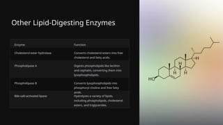Other Lipid-Digesting Enzymes
Enzyme Function
Cholesterol ester hydrolase Converts cholesterol esters into free
cholesterol and fatty acids.
Phospholipase A Digests phospholipids like lecithin
and cephalin, converting them into
lysophospholipids.
Phospholipase B Converts lysophospholipids into
phosphoryl choline and free fatty
acids.
Bile-salt-activated lipase Hydrolyzes a variety of lipids,
including phospholipids, cholesterol
esters, and triglycerides.
 