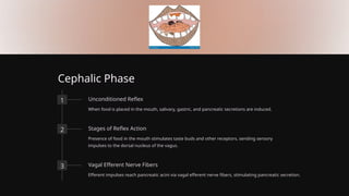 Cephalic Phase
1 Unconditioned Reflex
When food is placed in the mouth, salivary, gastric, and pancreatic secretions are induced.
2 Stages of Reflex Action
Presence of food in the mouth stimulates taste buds and other receptors, sending sensory
impulses to the dorsal nucleus of the vagus.
3 Vagal Efferent Nerve Fibers
Efferent impulses reach pancreatic acini via vagal efferent nerve fibers, stimulating pancreatic secretion.
 