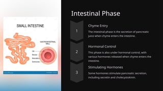 Intestinal Phase
Chyme Entry
The intestinal phase is the secretion of pancreatic
juice when chyme enters the intestine.
Hormonal Control
This phase is also under hormonal control, with
various hormones released when chyme enters the
intestine.
Stimulating Hormones
Some hormones stimulate pancreatic secretion,
including secretin and cholecystokinin.
 